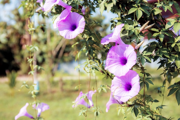 Purpere bloem op omheining in park.