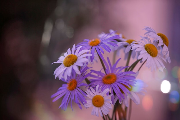 Purpere bloemen in iriserende bokehvlekken Natuurlijke ecologische achtergrond