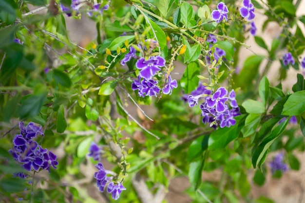 Purpere bloemen op geïsoleerde bloemstruik