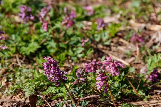 Purpere corydalisbloemen in bos bij de lente