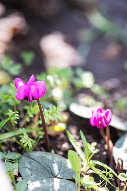 Purpere cyclaambloem in bos