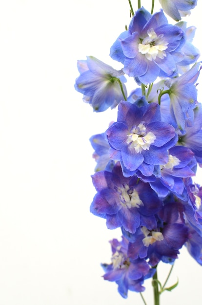 Purpere Delphinium-bloem op witte achtergrond