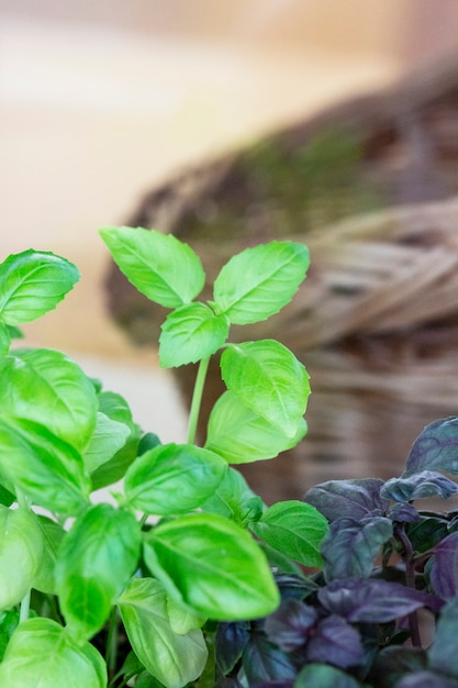 Purpere en groene basiliekaanplanting. verse biologische groene en paarse basilicum groeien in de tuin bovenaanzicht van veel verse groene en paarse basilicum plant bladeren groen, groene tuin natuurlijke biologische voeding