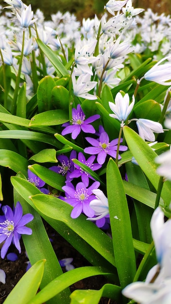 Purpere en Witte Sleutelbloembloemen in een Botanische Tuin