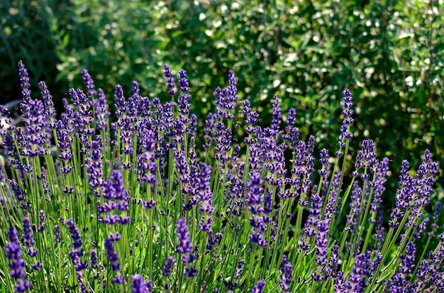 Purpere, geurige en bloeiende knoppen van lavendelbloemen op een zonnige dag.