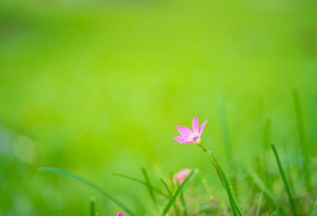 purpere grasbloem op groene achtergrond