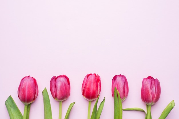 Purpere heldere tulpen op roze achtergrond met exemplaarruimte.