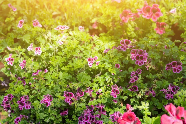 Purpere kleine bloemen in groen gras bij zonsopgang of zonsondergang Textuur