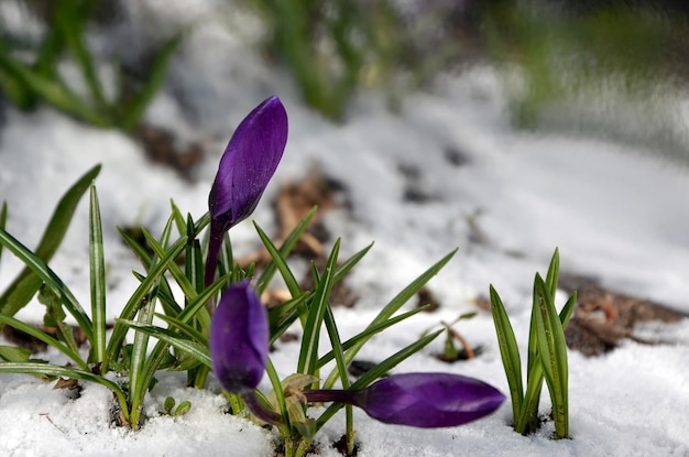 Purpere krokusbloemen in de sneeuw