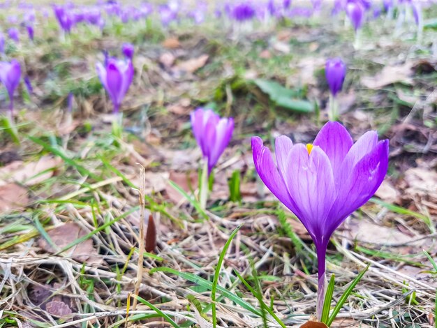 Purpere krokusbloemen in het bos