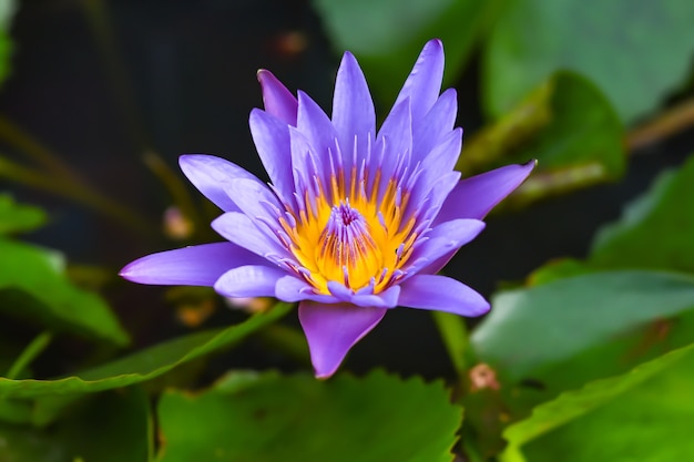 Purpere Lotus-bloem in de Lotus-vijver in Samut songkhram, Thailand.