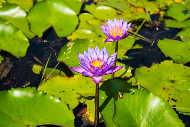 Purpere lotusbloem in de lotusbloemvijver