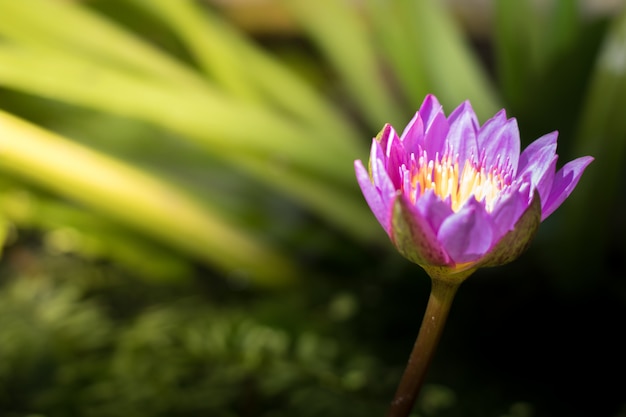 Purpere lotusbloem in de ochtend.