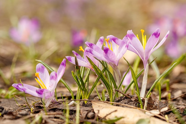 Purpere mooie bloeiende krokussen in de lente tegen de achtergrond van grasclose-up