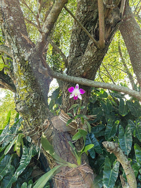 Purpere orchidee in de boom