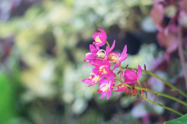 Purpere orchidee in tuin.