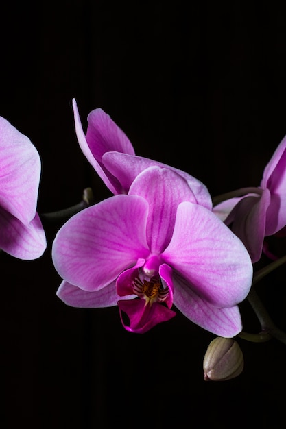 Purpere orchidee op zwarte achtergrond, ruimte voor tekst. Valentijnsdag. Valentine. Moederdag. Spa
