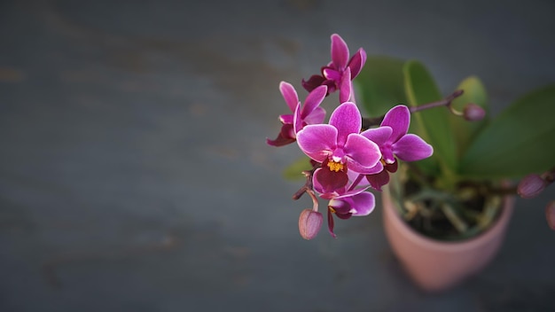 Purpere orchideebloem met donkere tekstruimte