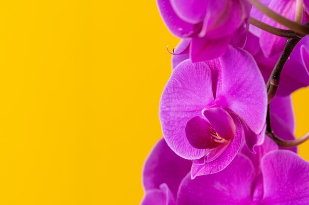 Purpere orchideebloemen op heldere gele achtergrond