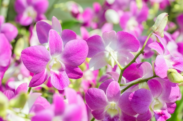 Purpere orchideeën, Dendrobium, in zachte vage stijl, selectief nadrukpunt.