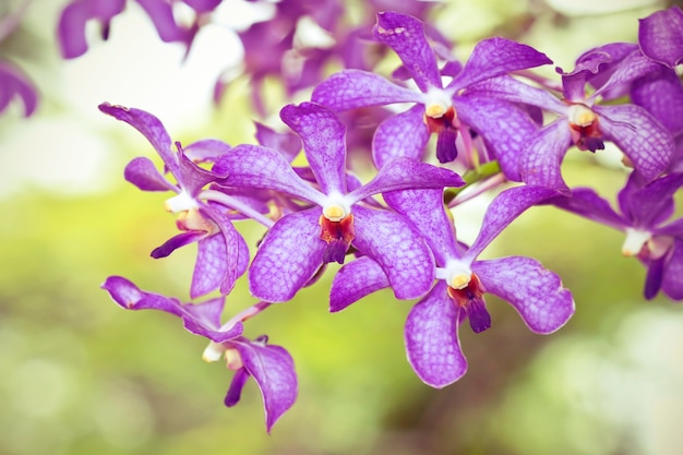 Purpere orchideeën die in de tuin bloeien