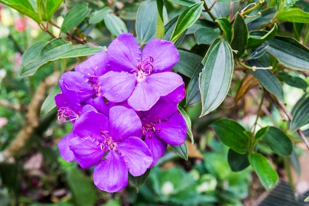 Purpere orchideeschoonheid op boom