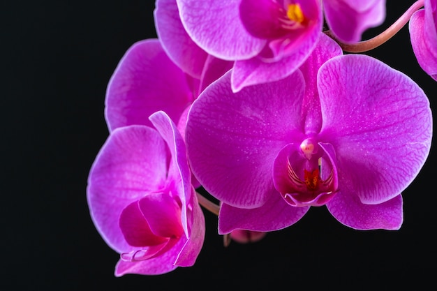 Purpere orchideetak op donkere zwarte dichte omhooggaand als achtergrond
