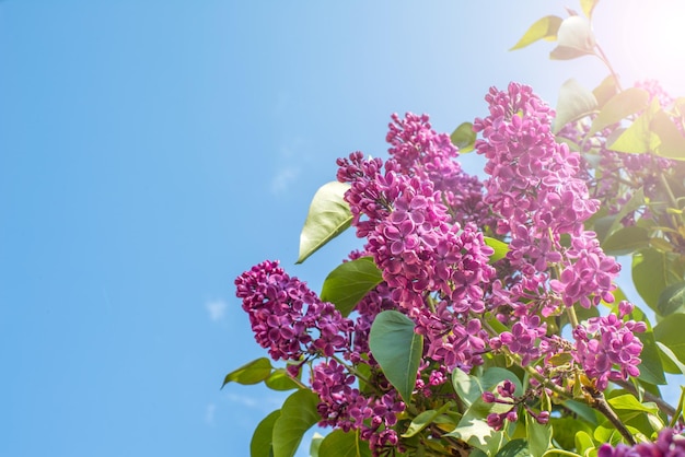 Purpere sirenebloem met bladeren op hemelachtergrond