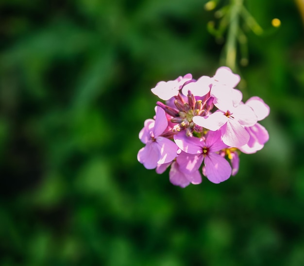 Purpere tuinbloemen in zonlicht