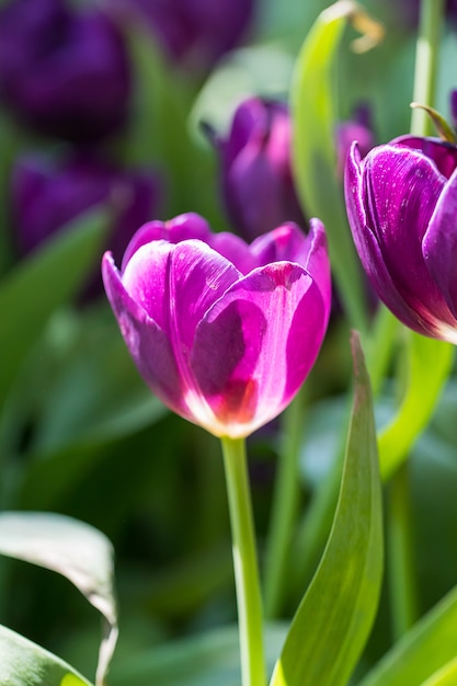 Purpere tulpen in de tuin