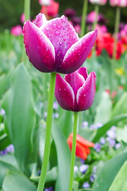 Purpere tulpen in het park in Europa