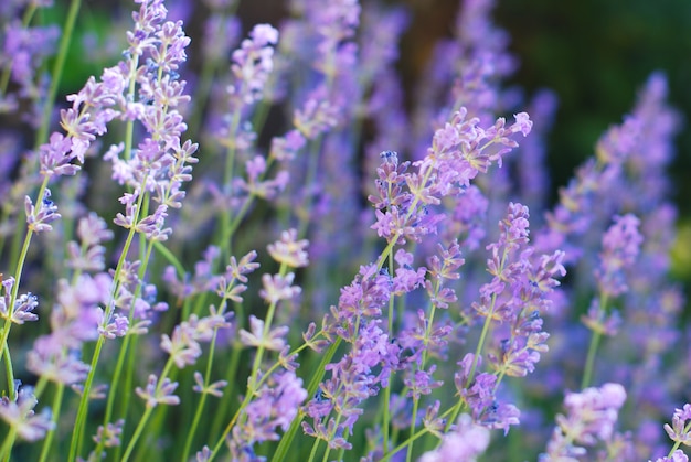 Purpere violette lavendelbloemen op bloeigebied.