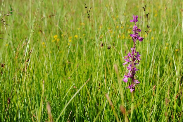Purpere weidebloem op vage grasachtergrond