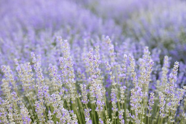 Purple abstract background lavender field with