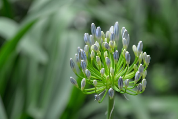 Purple Agapanthus Blooming in the garden