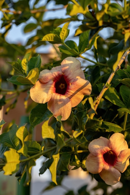 Allamandablanchetii種の紫色のアラマンダ植物の花