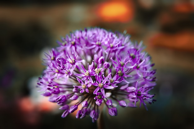 Purple allium blossom