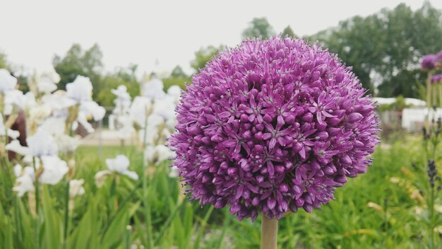 Photo purple allium flower in bloom