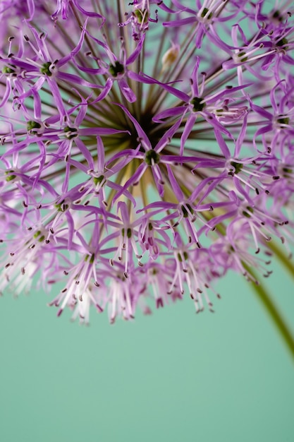 Purple allium flower close up isolated on mint background