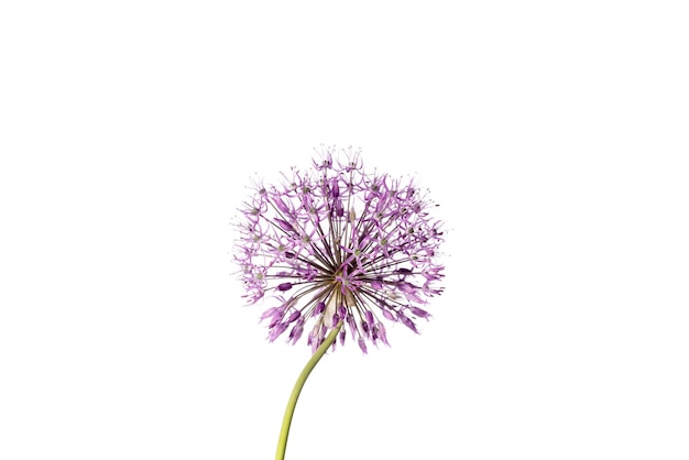 Purple allium flower isolated on white background