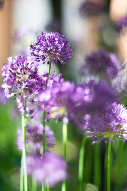 庭の紫のネギの花、本物の自然の春の植物