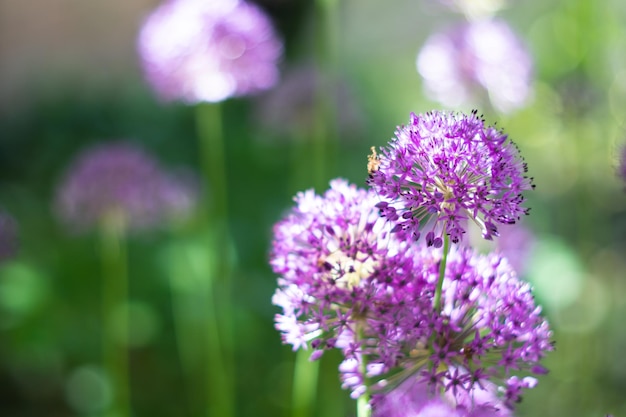 庭の紫のネギの花、本物の自然の春の植物