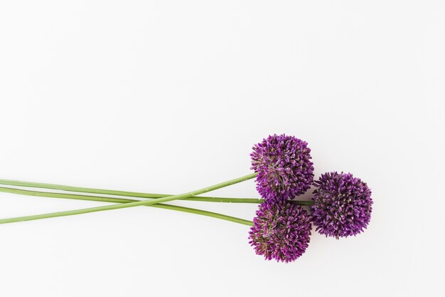 Purple Allium isolated on white background