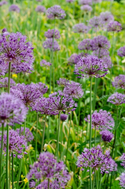 Purple allium lucy ball flowers field