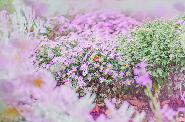 Purple alpine aster