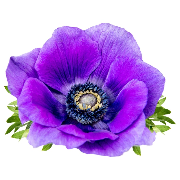 Photo purple anemone png flower sticker