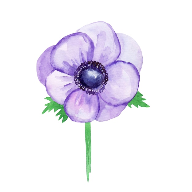 Purple anemone, sketch. Watercolor illustration, hand-drawn.