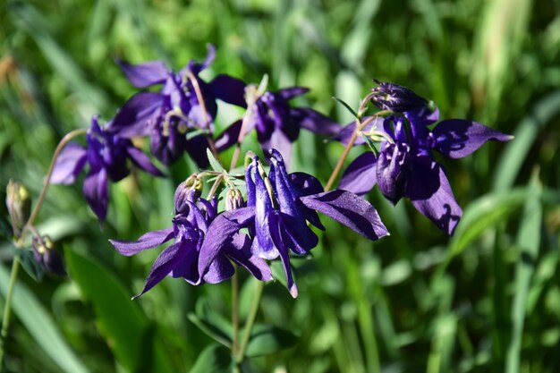 Purple aquilegia flowers in spring garden