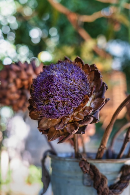 Purple artichoke flower