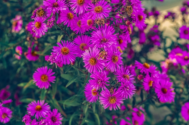 紫色のアスターの花の写真のクローズ アップ秋の花の花序